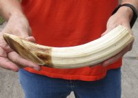 11-inch Curved Hippo Tusk, hippo Ivory, .95 pounds and 20% solid - $119.00 (CITES #300162) 