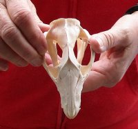 Opossum Skull 4-1/2 inches long and 2-1/2 inches wide for $40.00