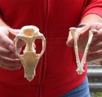 Opossum Skull 4-1/2 inches long and 2-1/2 inches wide for $40.00