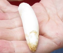 One Alligator Tooth 3 inches long from a Florida gator for $20