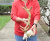 Fallow Deer Skull plate and horns (antlers) 13 (You are buying the fallow deer skull plate and horns shown) for $55.00