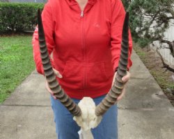 21 and 22 inch African Lechwe Horns and Skull for $85.00