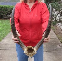 21 and 22 inch African Lechwe Horns and Skull for $85.00