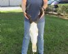 African Female Red Hartebeest skull measures 17 with 18 inch horns - $90