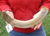 20-inch Curved Hippo Tusk, hippo Ivory, 2.50 pound - $312.00 (CITES #300162) (Signature Required)