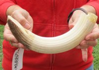 13-inch Curved Hippo Tusk, hippo Ivory, .70 pound and 10% solid - $90.00 (CITES #300162) 