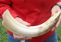 14-inch Curved Hippo Tusk, hippo Ivory, 1.40 pound and 30% solid - $175.00 (CITES #300162) 