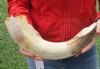 18-inch Curved Hippo Tusk, hippo Ivory, 1.75 pound and 20% solid - $220.00 (CITES #300162)