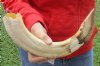 17-inch Curved Hippo Tusk, hippo Ivory, 1.50 pound -. $190.00 (CITES #300162) 