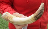 11-inch Curved Hippo Tusk, hippo Ivory, 1 pound and 40% solid - $125.00 (CITES #300162) 