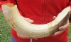 19-inch Curved Hippo Tusk, hippo Ivory, 2 pound and 20% solid - $250.00 (CITES #300162) 