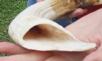16-inch Curved Hippo Tusk, hippo Ivory, 1.50 pound and 30% solid - $190.00 (CITES #300162) 