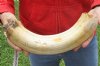 15-inch Curved Hippo Tusk, hippo Ivory, 2 pound - $250.00 (CITES #300162) 