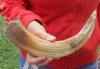 15-inch Curved Hippo Tusk, hippo Ivory, 1.20 pound - $150.00 (CITES #300162) 