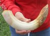 14-inch Curved Hippo Tusk, hippo Ivory, .95 pound - $120.00 (CITES #300162) 