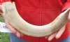 16-inch Curved Hippo Tusk, hippo Ivory, 1.40 pound - $175.00 (CITES #300162) 