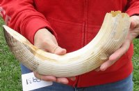 16-inch Curved Hippo Tusk, hippo Ivory, 1.40 pound - $175.00 (CITES #300162) 
