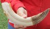 14-inch Curved Hippo Tusk, hippo Ivory, 1.15 pound - $145.00 (CITES #300162) 