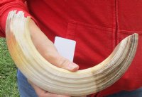 16-inch Curved Hippo Tusk, hippo Ivory, 1.25 pound - $157.00 (CITES #300162) 