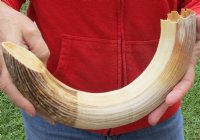 16-inch Curved Hippo Tusk, hippo Ivory, 1.25 pound - $157.00 (CITES #300162) 