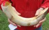 15-inch Curved Hippo Tusk, hippo Ivory, 1.35 pound - $170.00 (CITES #300162) 