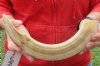 14-inch Curved Hippo Tusk, hippo Ivory, 1 pound - $125.00 (CITES #300162) 