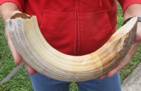 17-inch Curved Hippo Tusk, hippo Ivory, 1.60 pound - $200.00 (CITES #300162) 