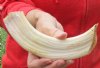 9-inch Curved Hippo Tusk, hippo Ivory, .55 pound - $70.00 (CITES #300162) 
