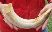 13-inch Curved Hippo Tusk, hippo Ivory,  1 pound - $100.00 (CITES #300162) 