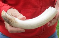 9-inch Curved Hippo Tusk, hippo Ivory, .70 pound and 40% solid - $90.00 (CITES #300162) 