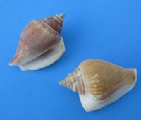 Wholesale strombus canarium conch shells for craft measuring 1-1/4 inch to 2-1/2 inch - Packed: 2 kilos per bag @ $1.75 kilo (1 kilo = 2.2 lbs)