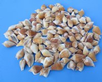 Wholesale strombus canarium conch shells for craft measuring 1-1/4 inch to 2-1/2 inch - Packed: 2 kilos per bag @ $1.75 kilo (1 kilo = 2.2 lbs)