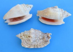 Wholesale Diana Conch Shells 1-3/4 to 3 inches - $2.50 a kilo (Minimum: 2 bags) 