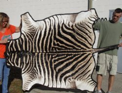 Real Zebra Hide For Sale - 68" x 60" A Grade Zebra Skin, Hide Rug with felt backing and no face - Buy for $1200.00 (Adult Signature Required) 