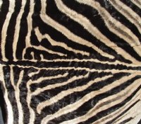 Real Zebra Hide For Sale - 68" x 60" A Grade Zebra Skin, Hide Rug with felt backing and no face - Buy for $1200.00 (Adult Signature Required) 
