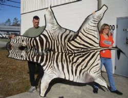 Real Zebra Hide For Sale - 92" x 59" A Grade Zebra Skin Rug, Zebra hide with felt backing for $1200.00 (Adult Signature Required) 