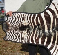 Real Zebra Hide For Sale - 92" x 59" A Grade Zebra Skin Rug, Zebra hide with felt backing for $1200.00 (Adult Signature Required) 