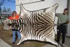 98" x 61" Real A- Grade Zebra Skin Rug with felt backing - you are buying the zebra hide pictured for $1200.00 (Adult Signature Required) 