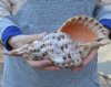 Pacific Triton seashell 11 inches long - (You are buying the shell pictured) for $50.