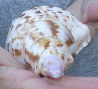 Pacific Triton seashell 9 inches long - For Sale for $30