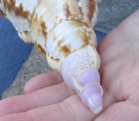 Pacific Triton seashell 9 inches long - For Sale for $30