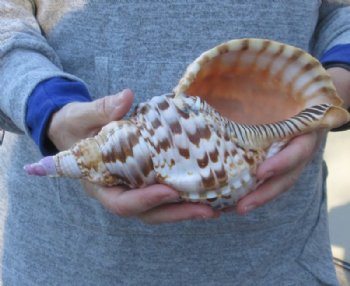 Pacific Triton seashell 11 inches long - Buy Now for $50