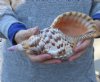 Pacific Triton seashell 11 inches long - (You are buying the shell pictured) for $50.<font color=red> (Damage to tip)</font>
