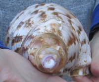 Pacific Triton seashell 11 inches long - Buy Now for $50