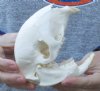 B Grade African Porcupine Skull (Hystrix africaeaustrailis) measuring 5-1/2 inches long by 3 inches wide  - You are buying the one pictured for $80.00