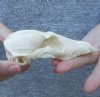 South African Bat-eared Fox skull, Otocyon megalotis,  4-1/2 by 2-1/2 inches - Top skull only - You are buying the top skull pictured for $15