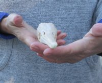 A-Grade 9-1/2 inch by 1-3/4 inch longnose gar skull (Lepisosteus osseus) for $80.00