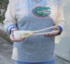 A-Grade 12-1/2 inch by 2-1/2 inch longnose gar skull (Lepisosteus osseus).  You are buying the skull pictured for $115.00