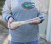 A-Grade 12 inch by 2 inch longnose gar skull (Lepisosteus osseus).  You are buying the skull pictured for $115.00