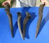 4 piece lot of #2 Grade and/or small African Eland Bull Horns 24 to 28 inches long.  (You are buying the horns in the photos-review photos for damage) for $50.00